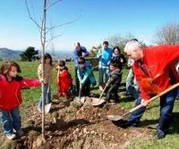 Más de cien mil árboles en fincas municipales, parques, calles y zonas verdes públicas de Gijón