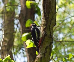 Mesa redonda: Carbayedas: bosques naturales, dehesas y fauna asociada