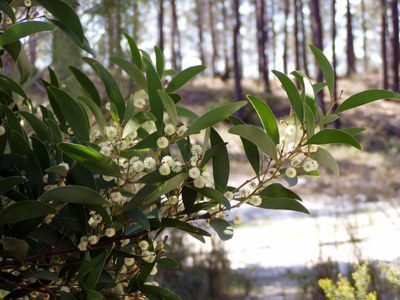 Acacia negra, acacia, acacia de leño negro.