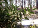 Acacia negra, acacia, acacia de leño negro.