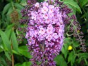 Budleya, baileya, lila de verano, arbusto de las mariposas. 