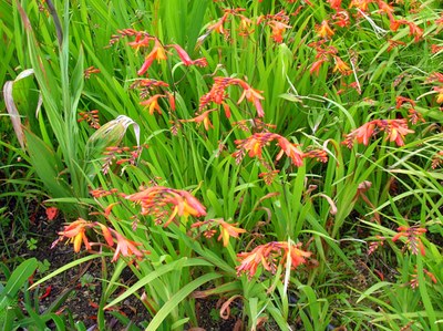 Crocosmia, tritonia