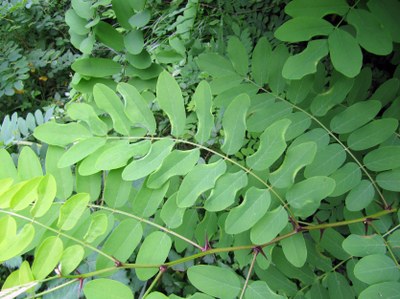 Falsa acacia