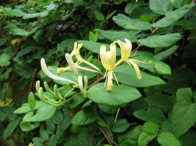 Madreselva olorosa, madreselva japonesa