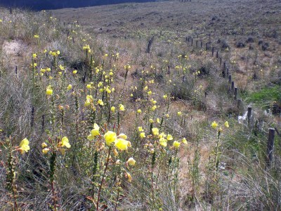 Oenotera, enotera, onagra, hierba del asno. 