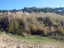 Plumero, hierba de la Pampa, carrizo de la Pampa