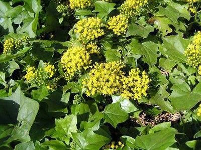 Senecio oloroso, hiedra alemana