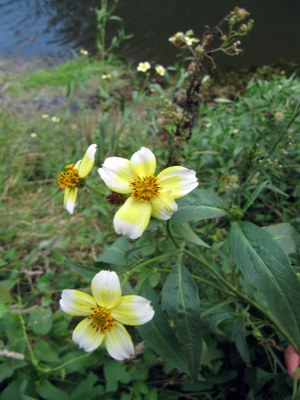 Té de cuneta, té de huerta