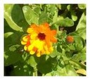 Calendula officinalis