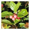 Gaultheria procumbens