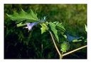 Datura stramonium