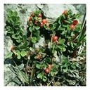 Arctostaphylos uva ursi