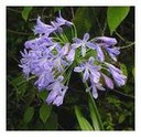 Agapanthus africanus