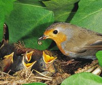 Conoce las aves del Jardín