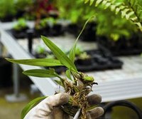 Escuela de Jardinería: Poda de árboles y arbustos ornamentales I